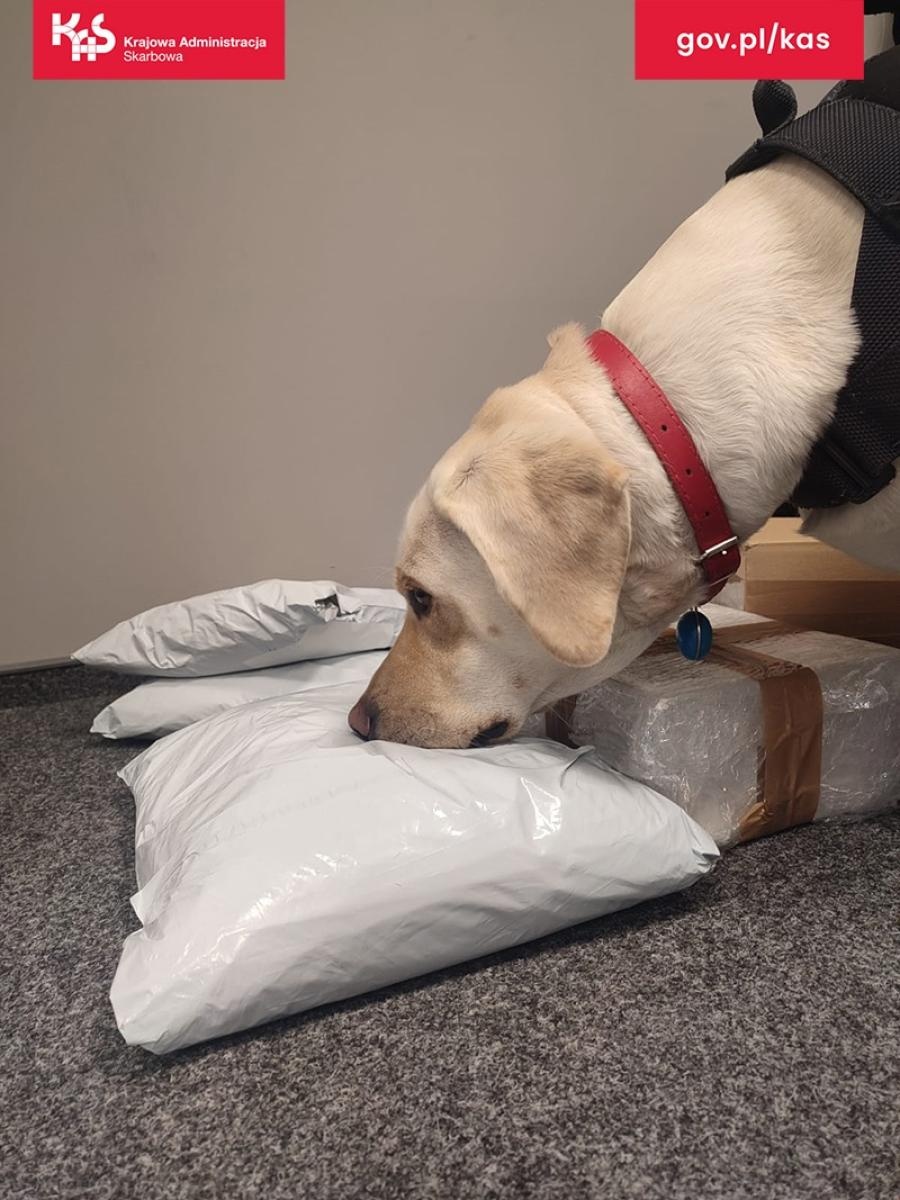 Zdjęcie w galerii na portalu naszwodzislaw.com: Suczka Beti wywęszyła 19 kilogramów tytoniu w paczkach kurierskich wiadomości z regionu