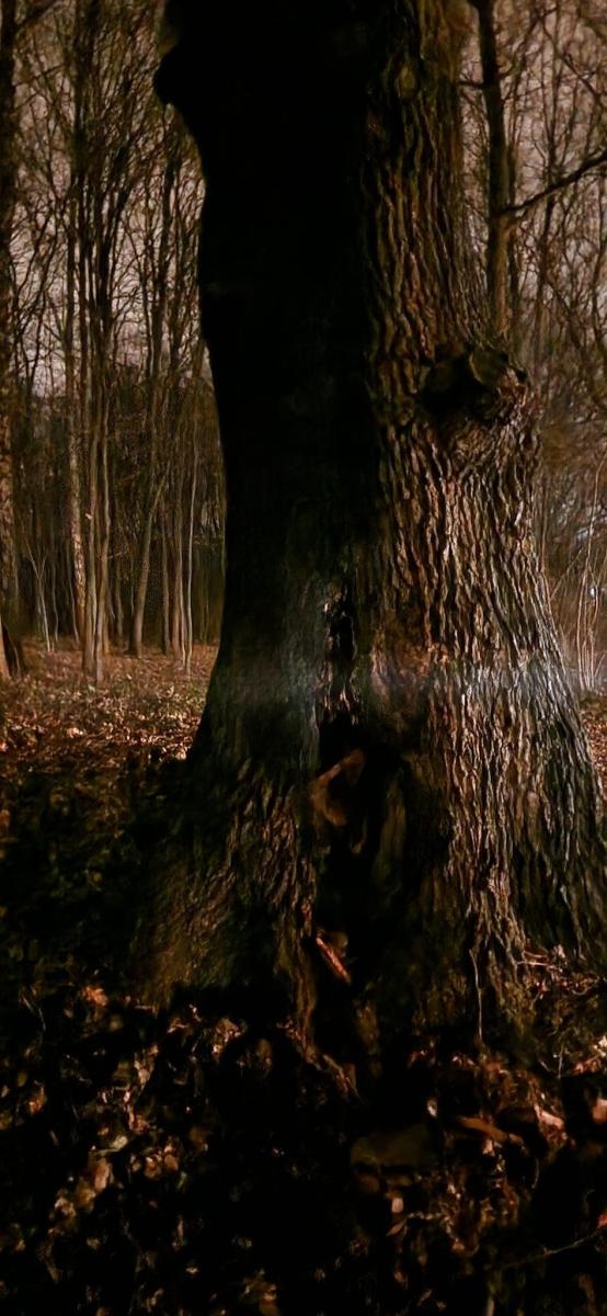 Zdjęcie w galerii na portalu naszwodzislaw.com: Dębowy weteran padł ofiarą wandali wiadomości z regionu