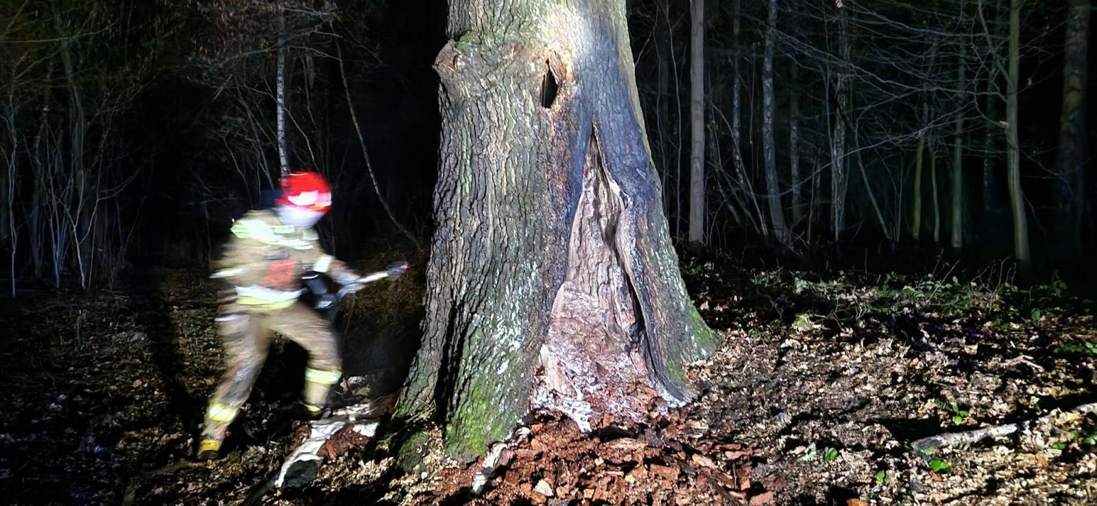 Zdjęcie w galerii na portalu naszwodzislaw.com: Dębowy weteran padł ofiarą wandali wiadomości z regionu