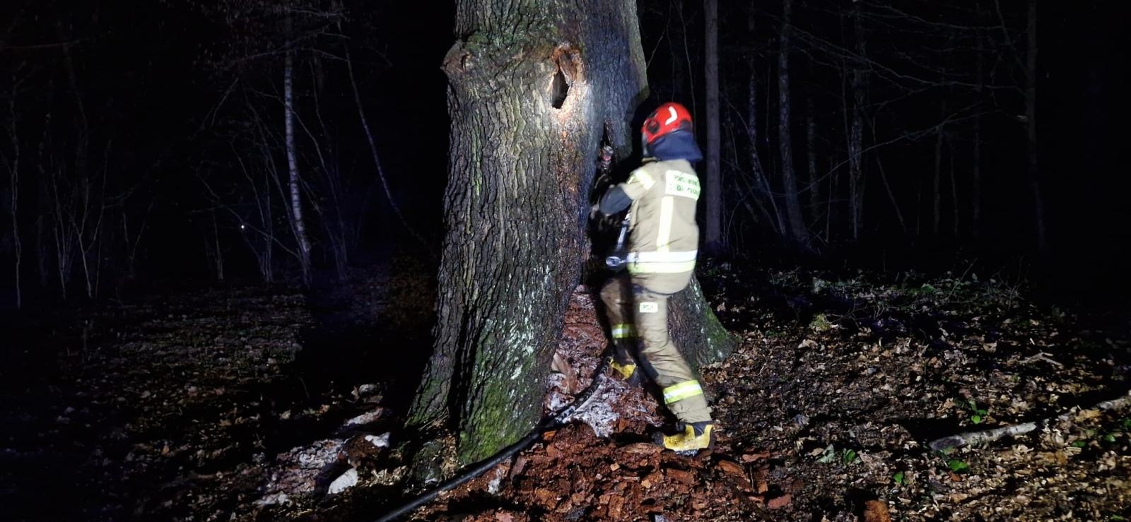 Zdjęcie w galerii na portalu naszwodzislaw.com: Dębowy weteran padł ofiarą wandali wiadomości z regionu