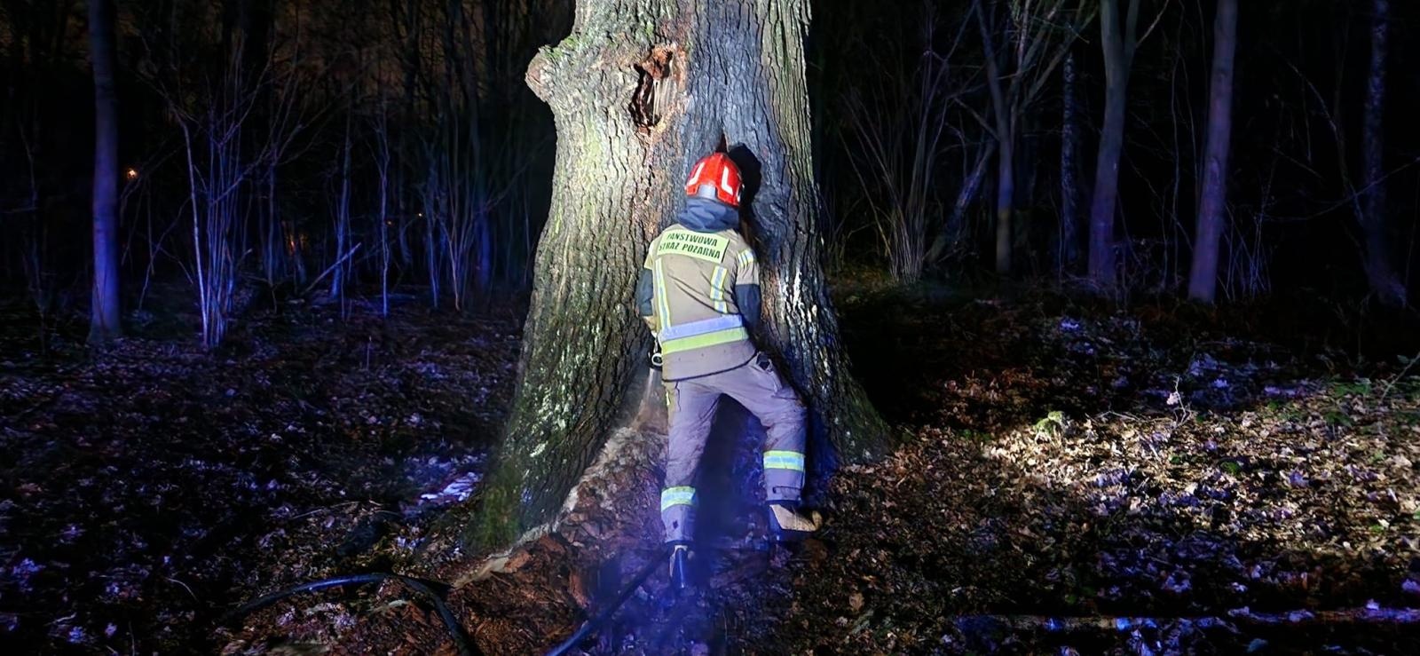 Zdjęcie w galerii na portalu naszwodzislaw.com: Dębowy weteran padł ofiarą wandali wiadomości z regionu