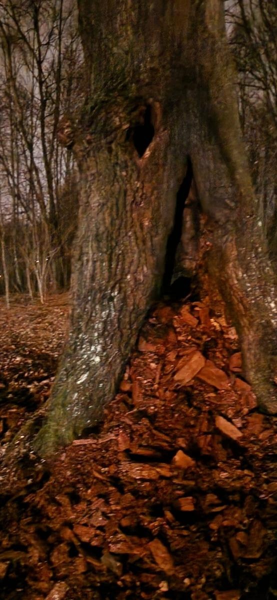 Zdjęcie w galerii na portalu naszwodzislaw.com: Dębowy weteran padł ofiarą wandali wiadomości z regionu