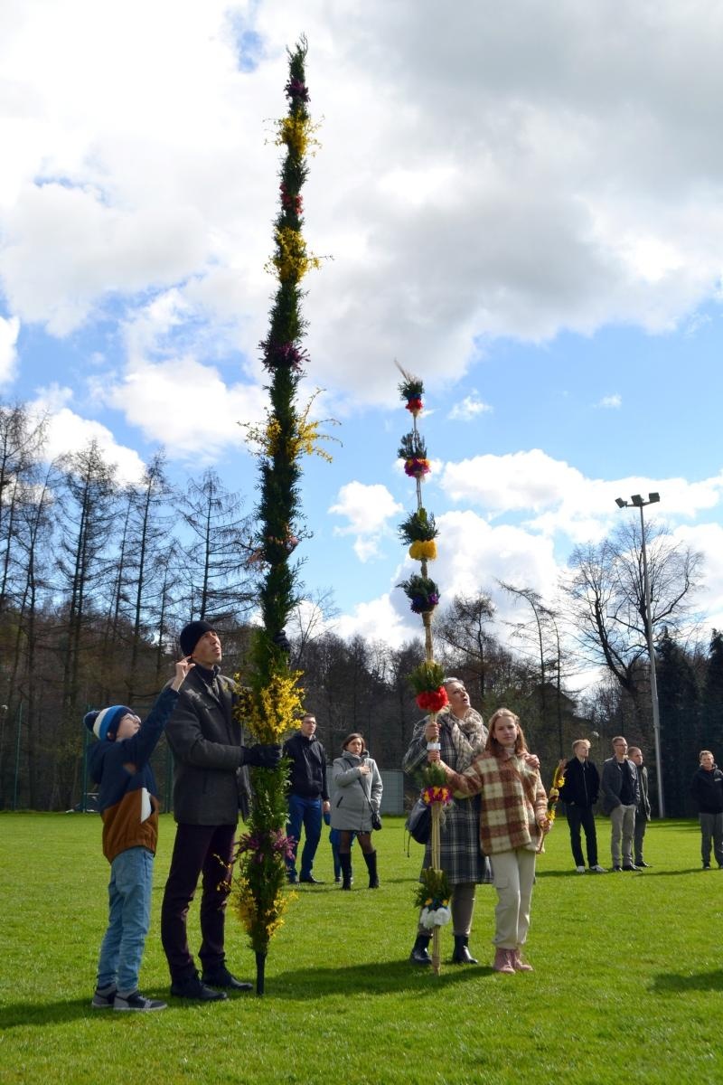 Zdjęcie w galerii na portalu naszwodzislaw.com: Imponująca palma w Skrbeńsku. Miała ponad 17 metrów! wiadomości z regionu