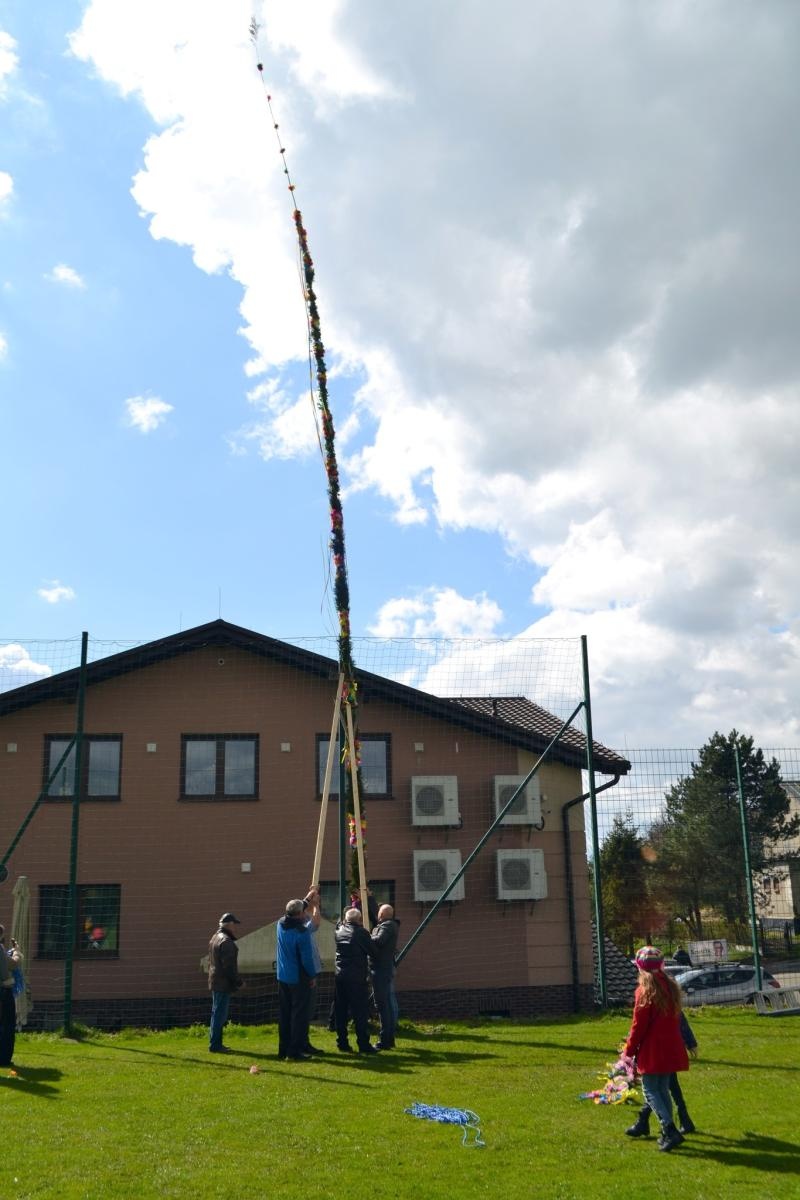 Zdjęcie w galerii na portalu naszwodzislaw.com: Imponująca palma w Skrbeńsku. Miała ponad 17 metrów! wiadomości z regionu