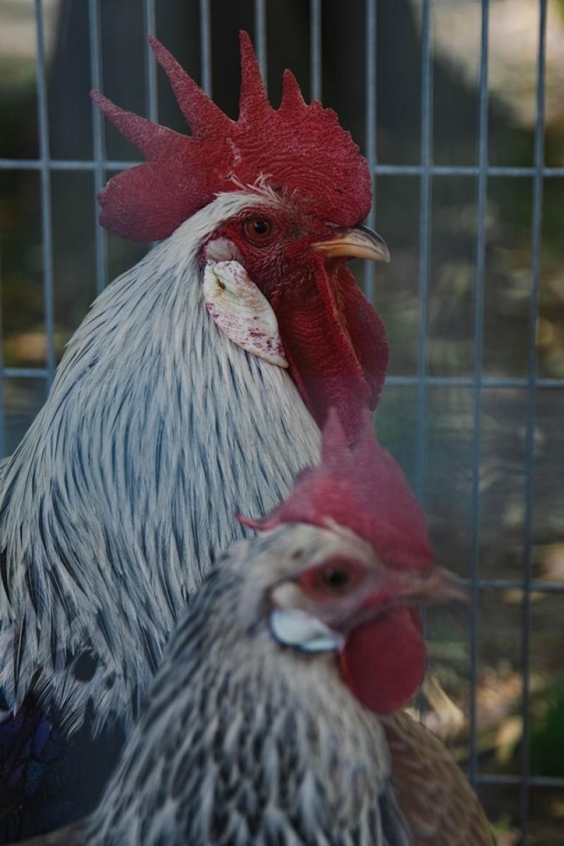 Zdjęcie w galerii na portalu naszwodzislaw.com: Majówka w Wodzisławiu Śląskim. Frekwencja dopisała [FOTO i WIDEO] wiadomości z regionu