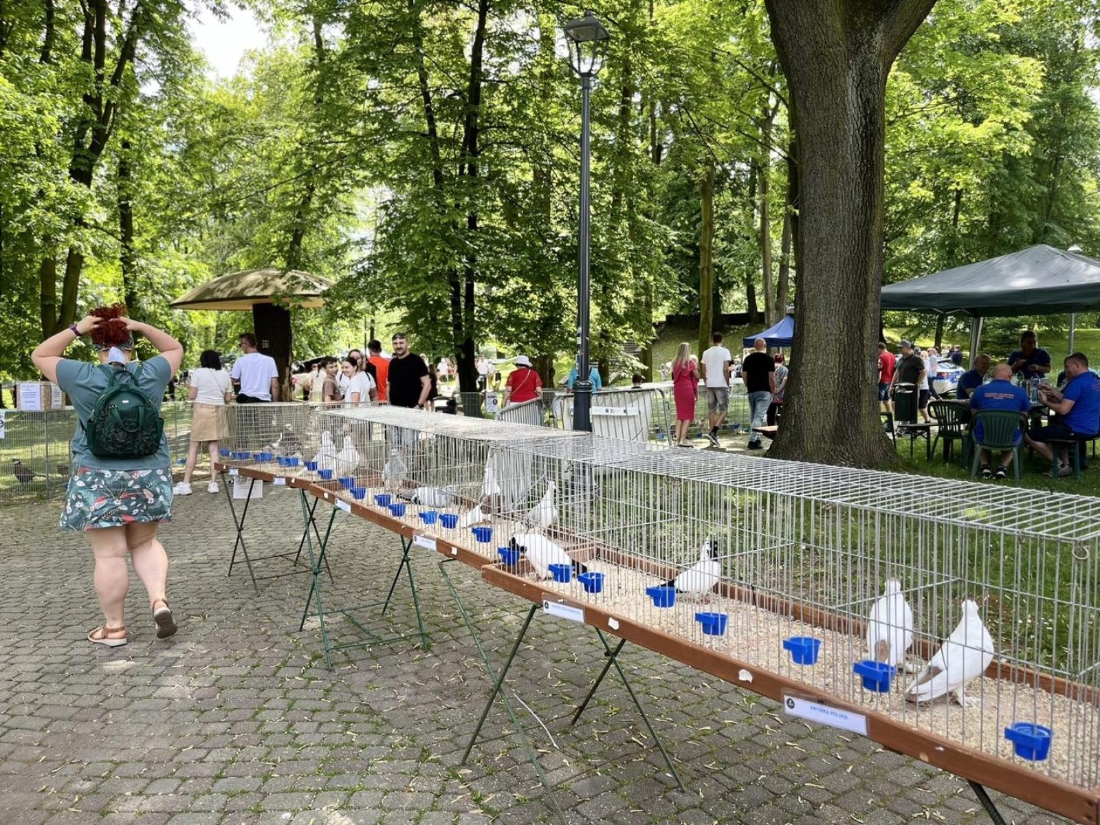 Zdjęcie w galerii na portalu naszwodzislaw.com: Majówka w Wodzisławiu Śląskim. Frekwencja dopisała [FOTO i WIDEO] wiadomości z regionu