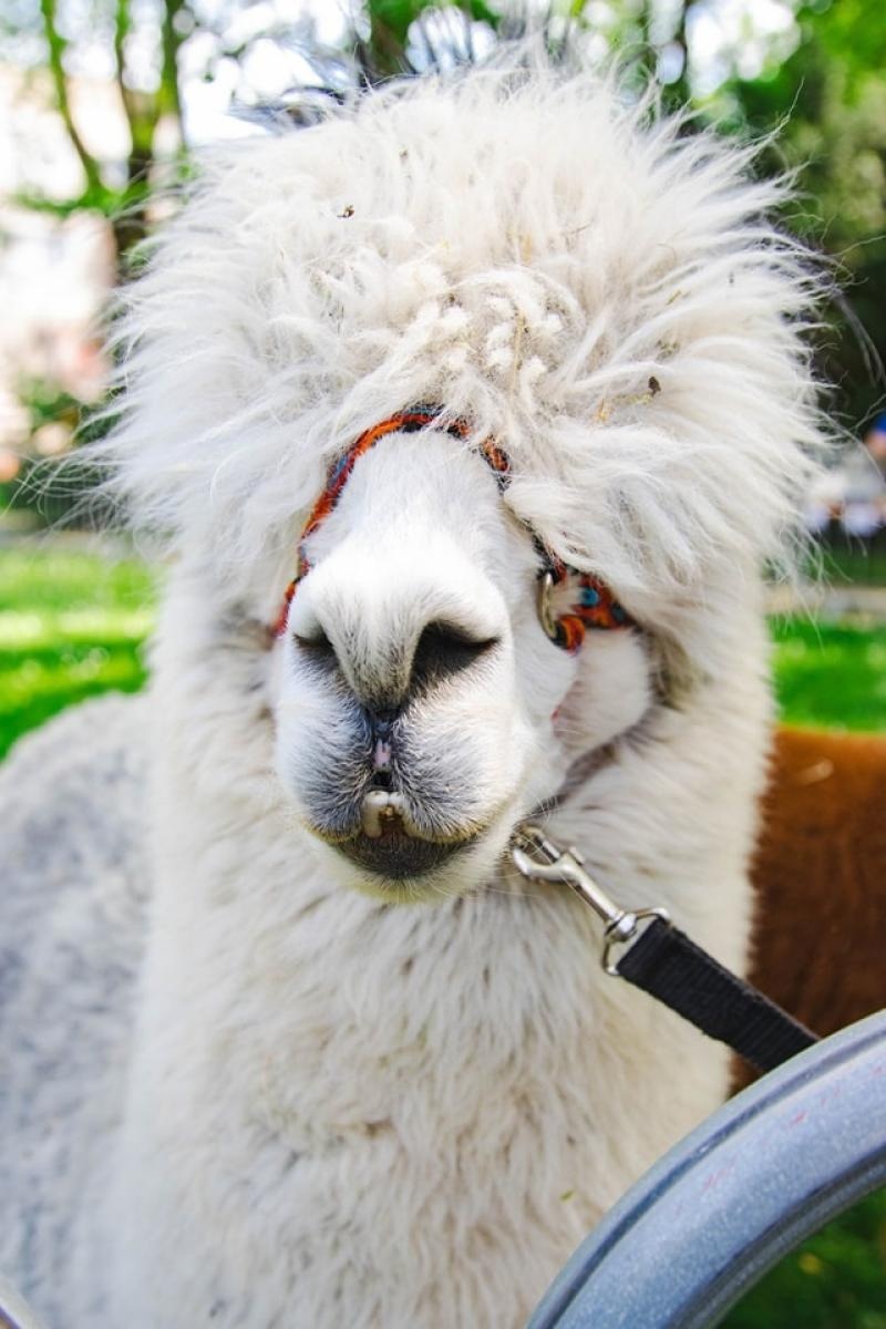 Zdjęcie w galerii na portalu naszwodzislaw.com: Majówka w Wodzisławiu Śląskim. Frekwencja dopisała [FOTO i WIDEO] wiadomości z regionu