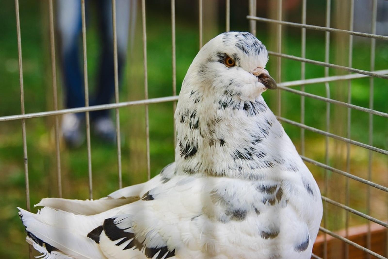 Zdjęcie w galerii na portalu naszwodzislaw.com: Majówka w Wodzisławiu Śląskim. Frekwencja dopisała [FOTO i WIDEO] wiadomości z regionu
