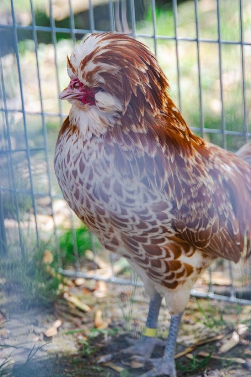 Zdjęcie w galerii na portalu naszwodzislaw.com: Majówka w Wodzisławiu Śląskim. Frekwencja dopisała [FOTO i WIDEO] wiadomości z regionu