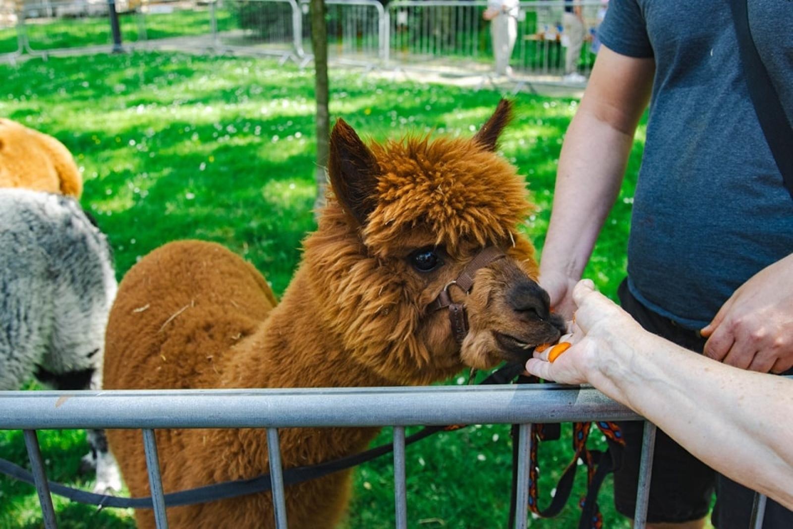Zdjęcie w galerii na portalu naszwodzislaw.com: Majówka w Wodzisławiu Śląskim. Frekwencja dopisała [FOTO i WIDEO] wiadomości z regionu