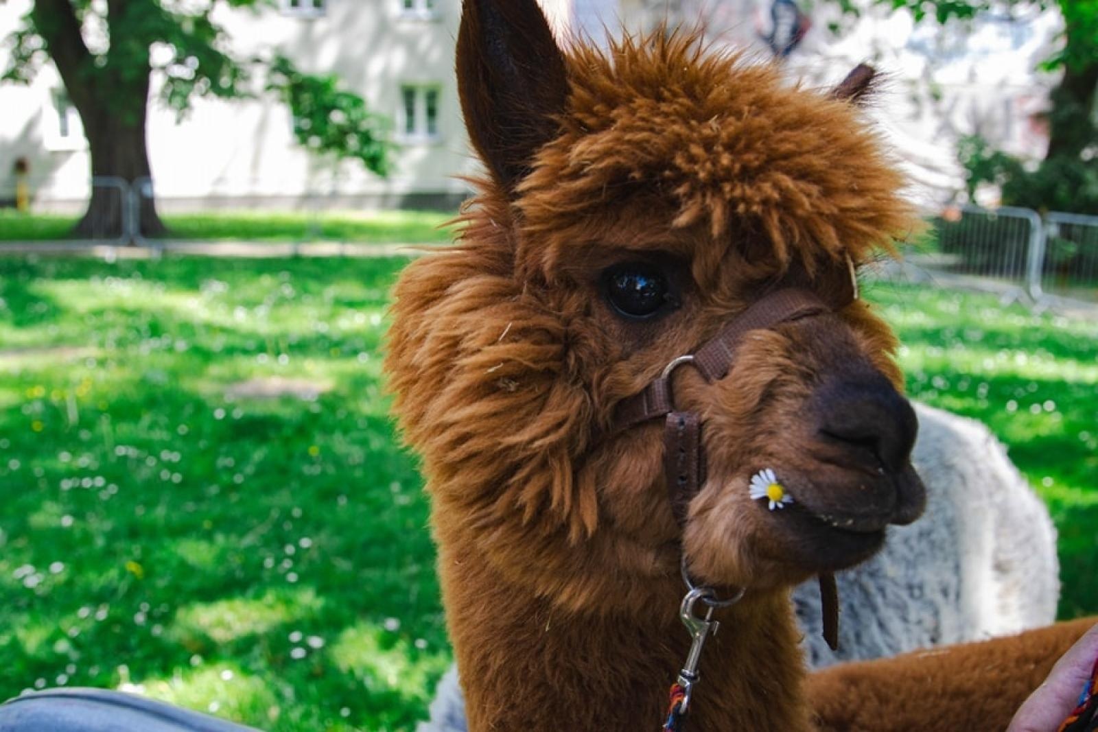 Zdjęcie w galerii na portalu naszwodzislaw.com: Majówka w Wodzisławiu Śląskim. Frekwencja dopisała [FOTO i WIDEO] wiadomości z regionu