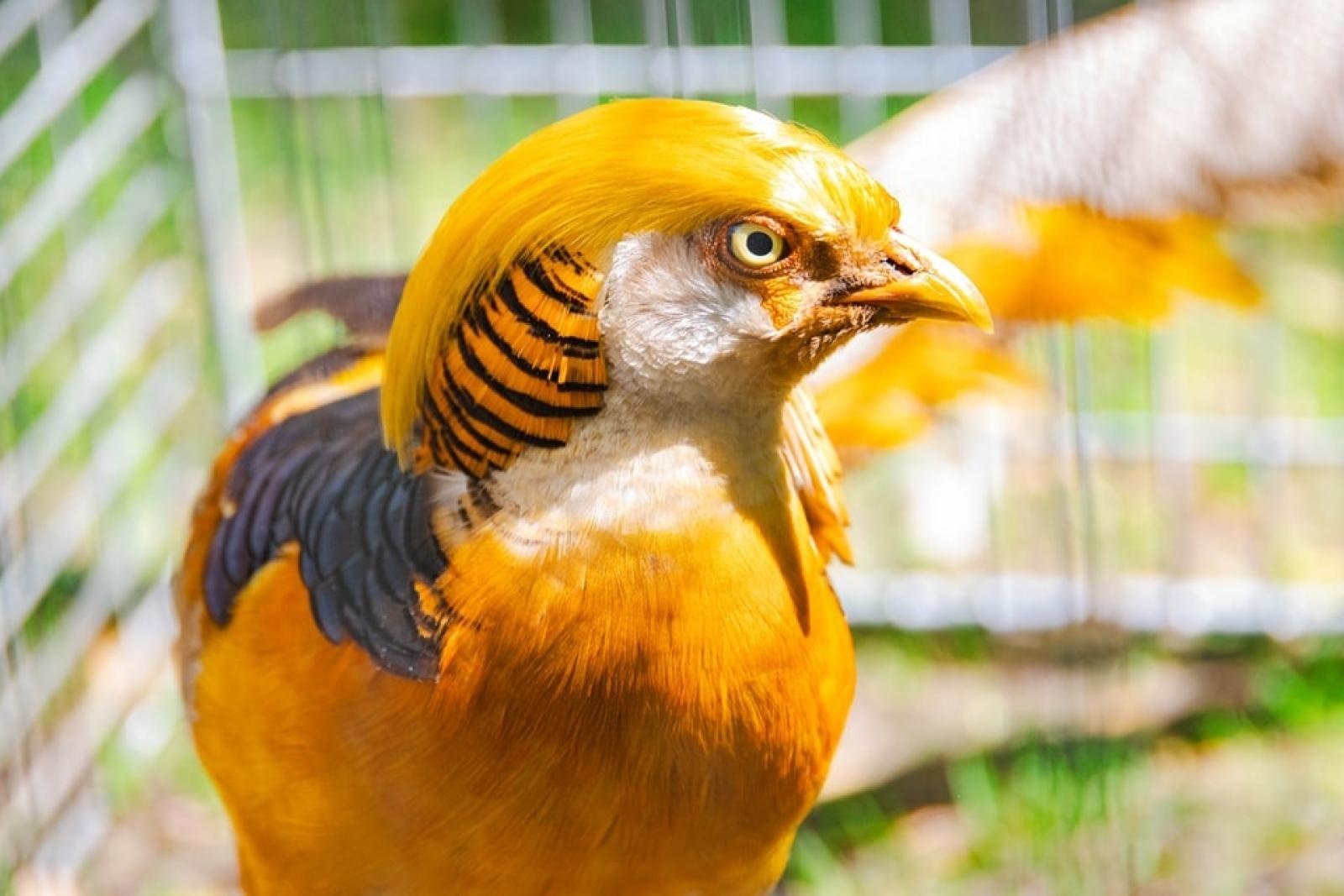 Zdjęcie w galerii na portalu naszwodzislaw.com: Majówka w Wodzisławiu Śląskim. Frekwencja dopisała [FOTO i WIDEO] wiadomości z regionu
