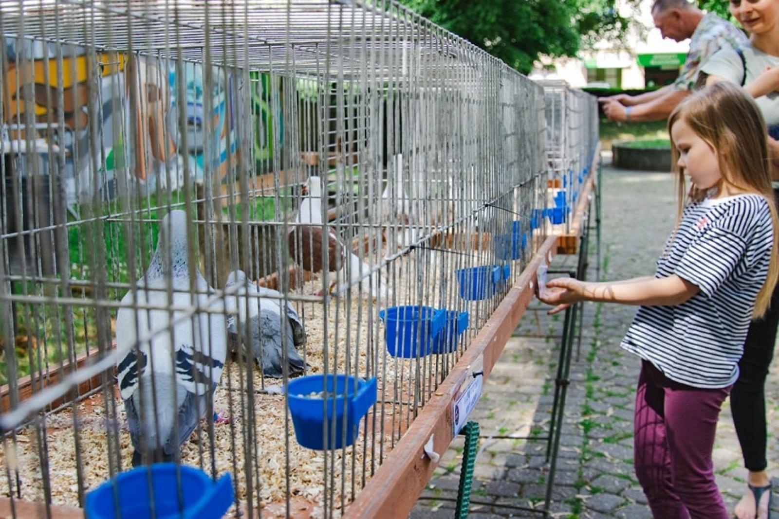 Zdjęcie w galerii na portalu naszwodzislaw.com: Majówka w Wodzisławiu Śląskim. Frekwencja dopisała [FOTO i WIDEO] wiadomości z regionu