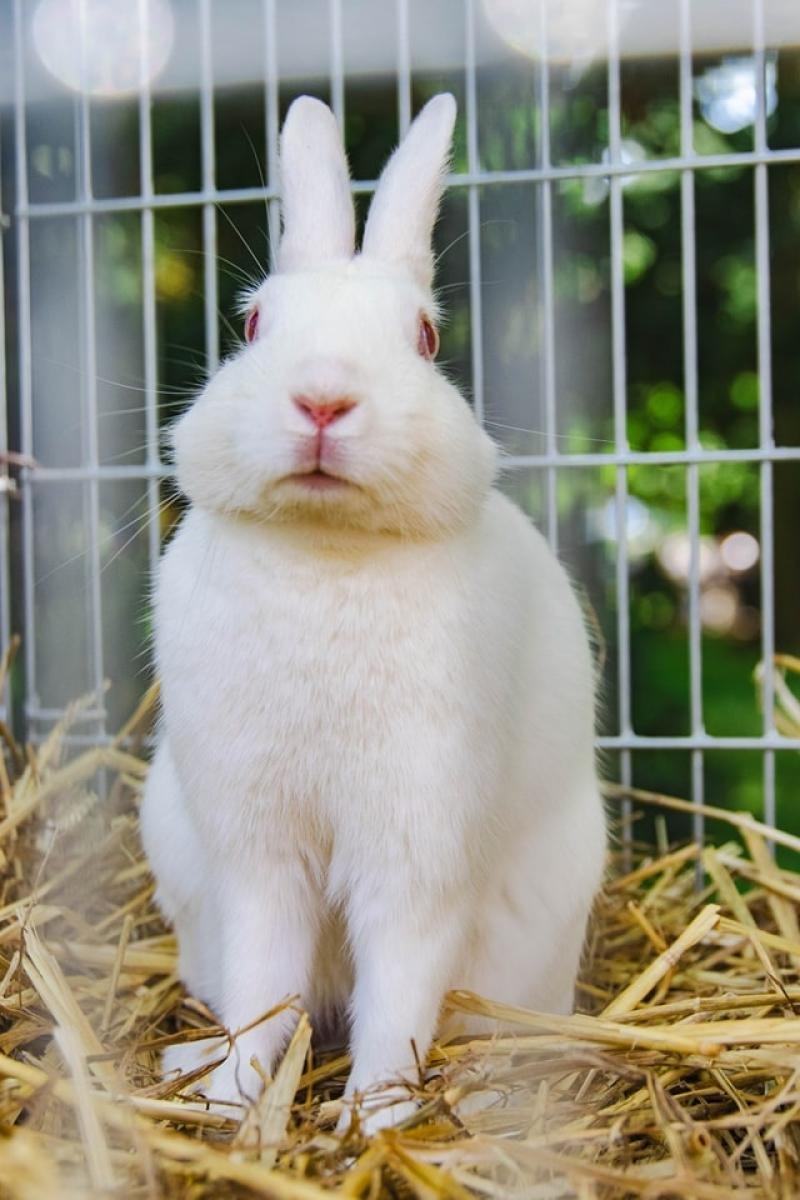 Zdjęcie w galerii na portalu naszwodzislaw.com: Majówka w Wodzisławiu Śląskim. Frekwencja dopisała [FOTO i WIDEO] wiadomości z regionu