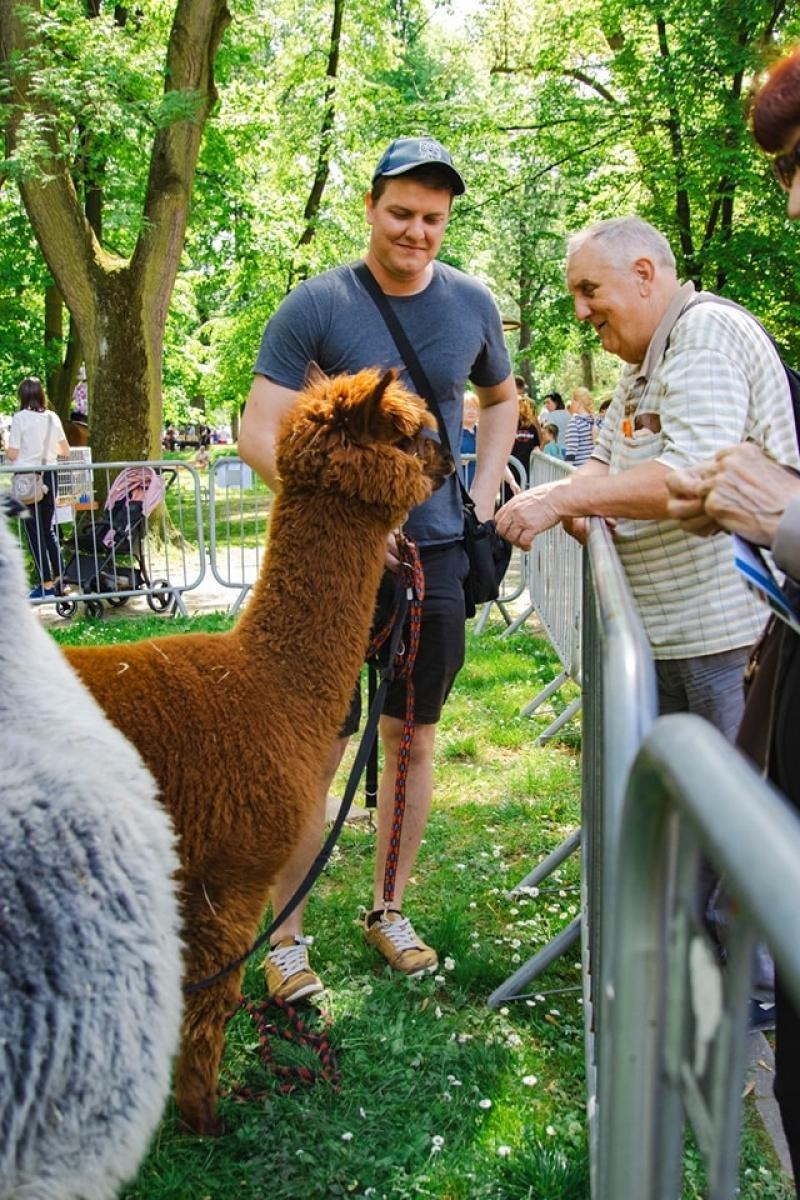 Zdjęcie w galerii na portalu naszwodzislaw.com: Majówka w Wodzisławiu Śląskim. Frekwencja dopisała [FOTO i WIDEO] wiadomości z regionu