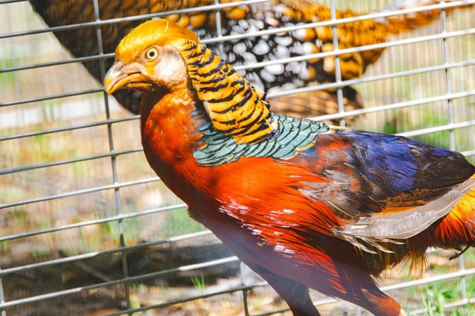 Zdjęcie w galerii na portalu naszwodzislaw.com: Majówka w Wodzisławiu Śląskim. Frekwencja dopisała [FOTO i WIDEO] wiadomości z regionu
