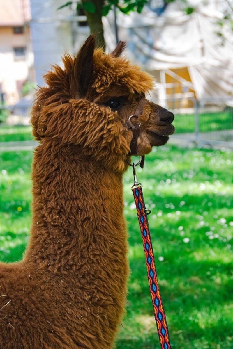 Zdjęcie w galerii na portalu naszwodzislaw.com: Majówka w Wodzisławiu Śląskim. Frekwencja dopisała [FOTO i WIDEO] wiadomości z regionu