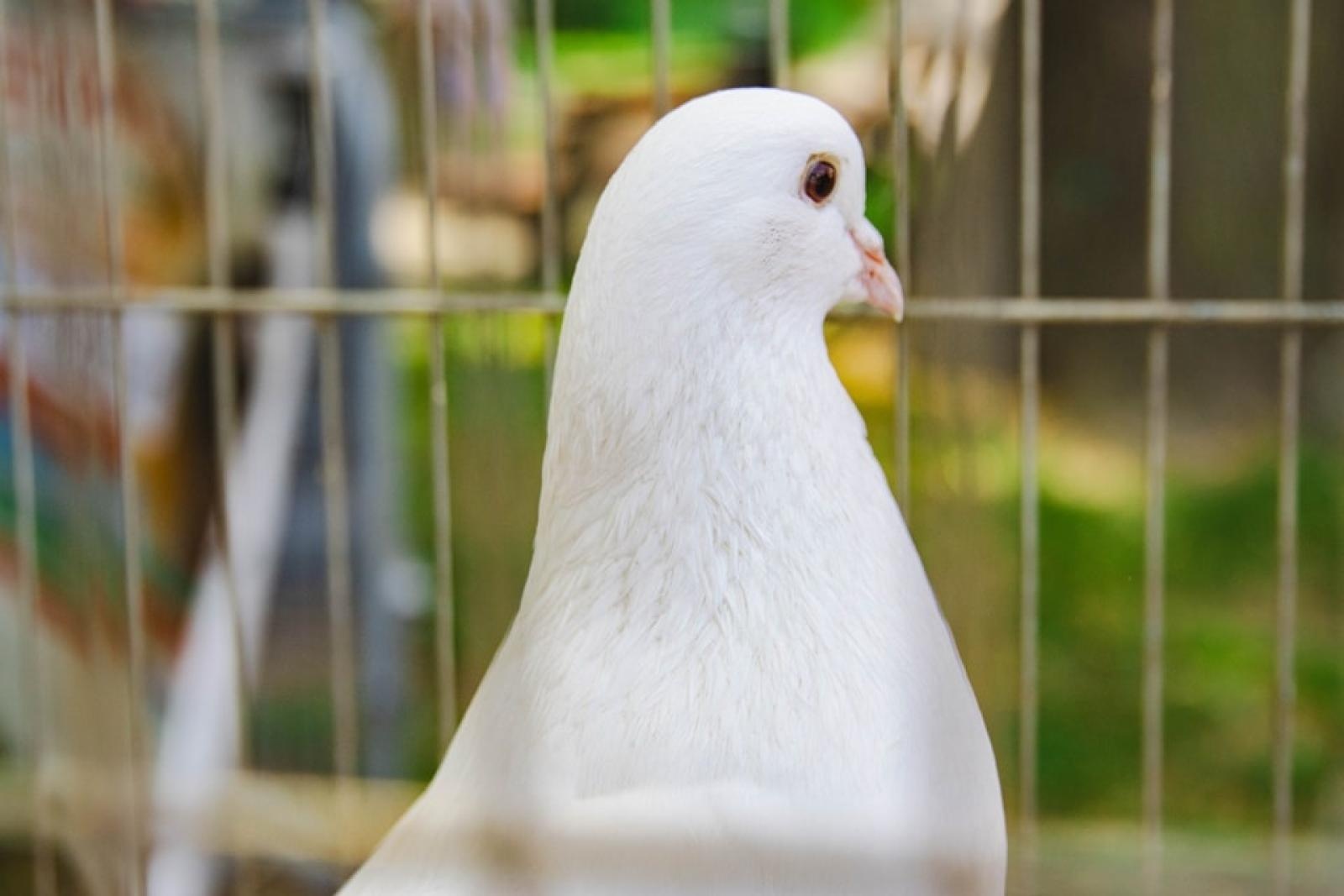 Zdjęcie w galerii na portalu naszwodzislaw.com: Majówka w Wodzisławiu Śląskim. Frekwencja dopisała [FOTO i WIDEO] wiadomości z regionu