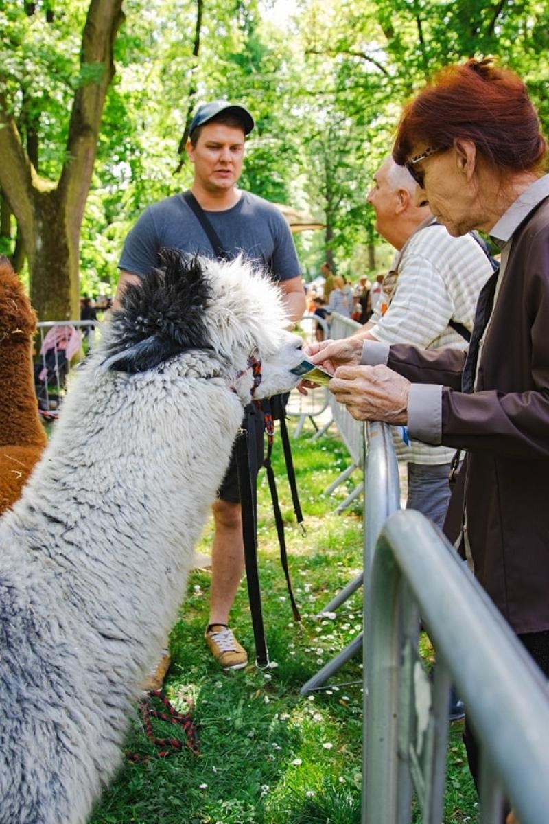 Zdjęcie w galerii na portalu naszwodzislaw.com: Majówka w Wodzisławiu Śląskim. Frekwencja dopisała [FOTO i WIDEO] wiadomości z regionu
