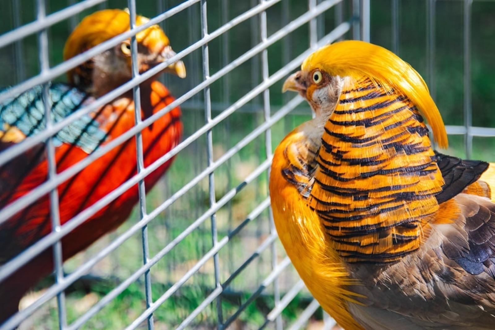 Zdjęcie w galerii na portalu naszwodzislaw.com: Majówka w Wodzisławiu Śląskim. Frekwencja dopisała [FOTO i WIDEO] wiadomości z regionu