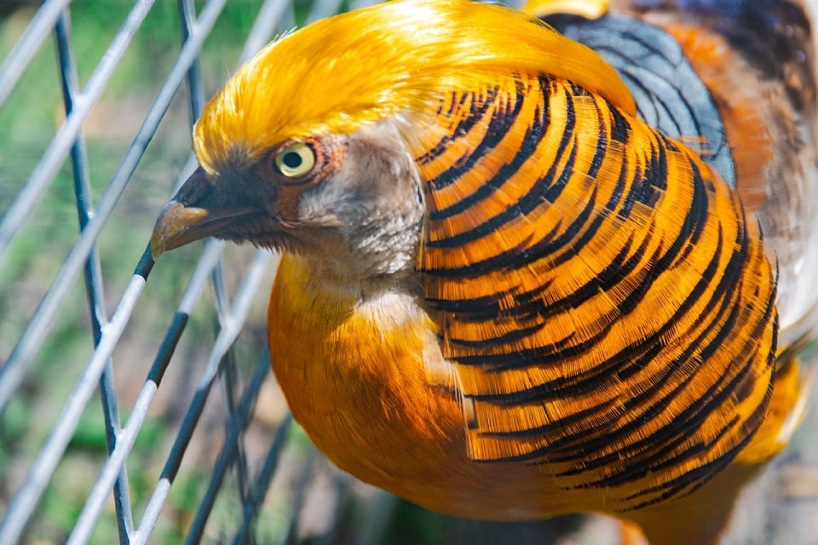 Zdjęcie w galerii na portalu naszwodzislaw.com: Majówka w Wodzisławiu Śląskim. Frekwencja dopisała [FOTO i WIDEO] wiadomości z regionu