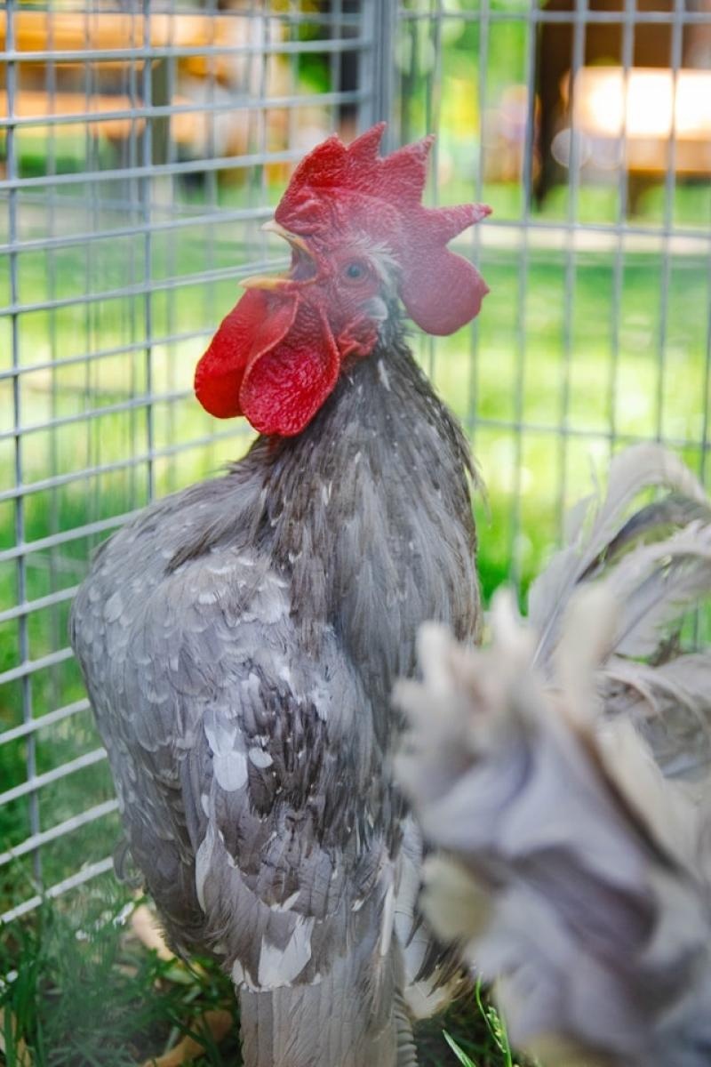 Zdjęcie w galerii na portalu naszwodzislaw.com: Majówka w Wodzisławiu Śląskim. Frekwencja dopisała [FOTO i WIDEO] wiadomości z regionu