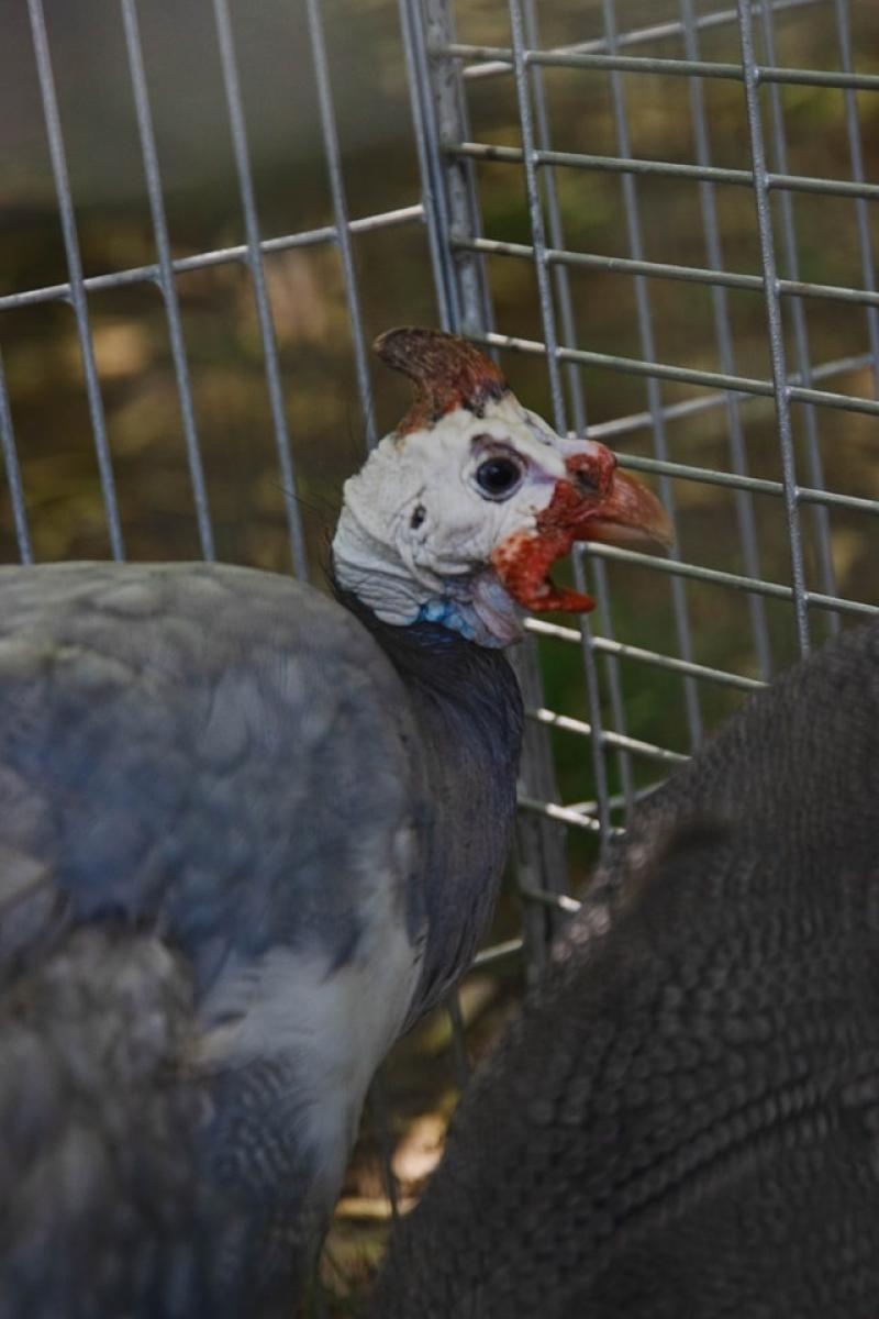 Zdjęcie w galerii na portalu naszwodzislaw.com: Majówka w Wodzisławiu Śląskim. Frekwencja dopisała [FOTO i WIDEO] wiadomości z regionu