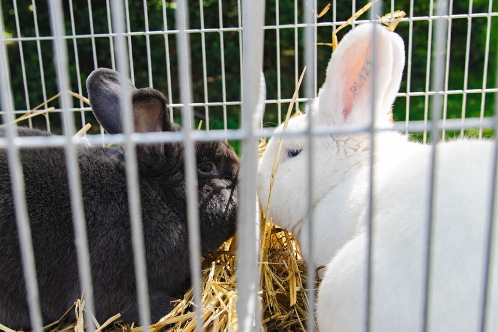 Zdjęcie w galerii na portalu naszwodzislaw.com: Majówka w Wodzisławiu Śląskim. Frekwencja dopisała [FOTO i WIDEO] wiadomości z regionu