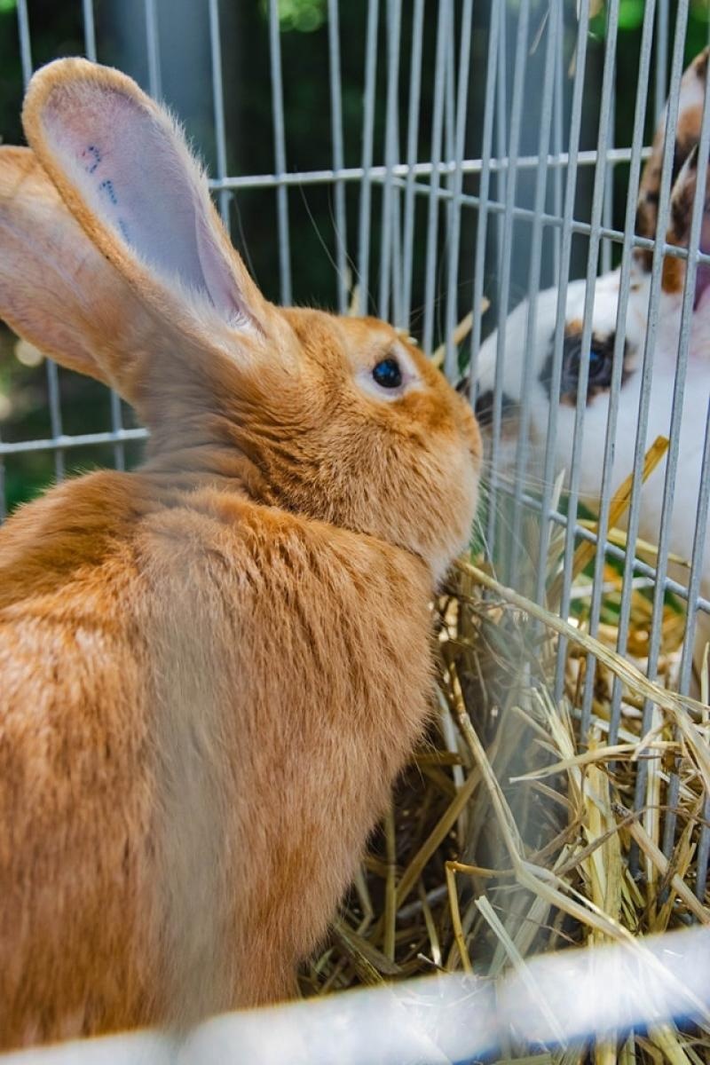 Zdjęcie w galerii na portalu naszwodzislaw.com: Majówka w Wodzisławiu Śląskim. Frekwencja dopisała [FOTO i WIDEO] wiadomości z regionu