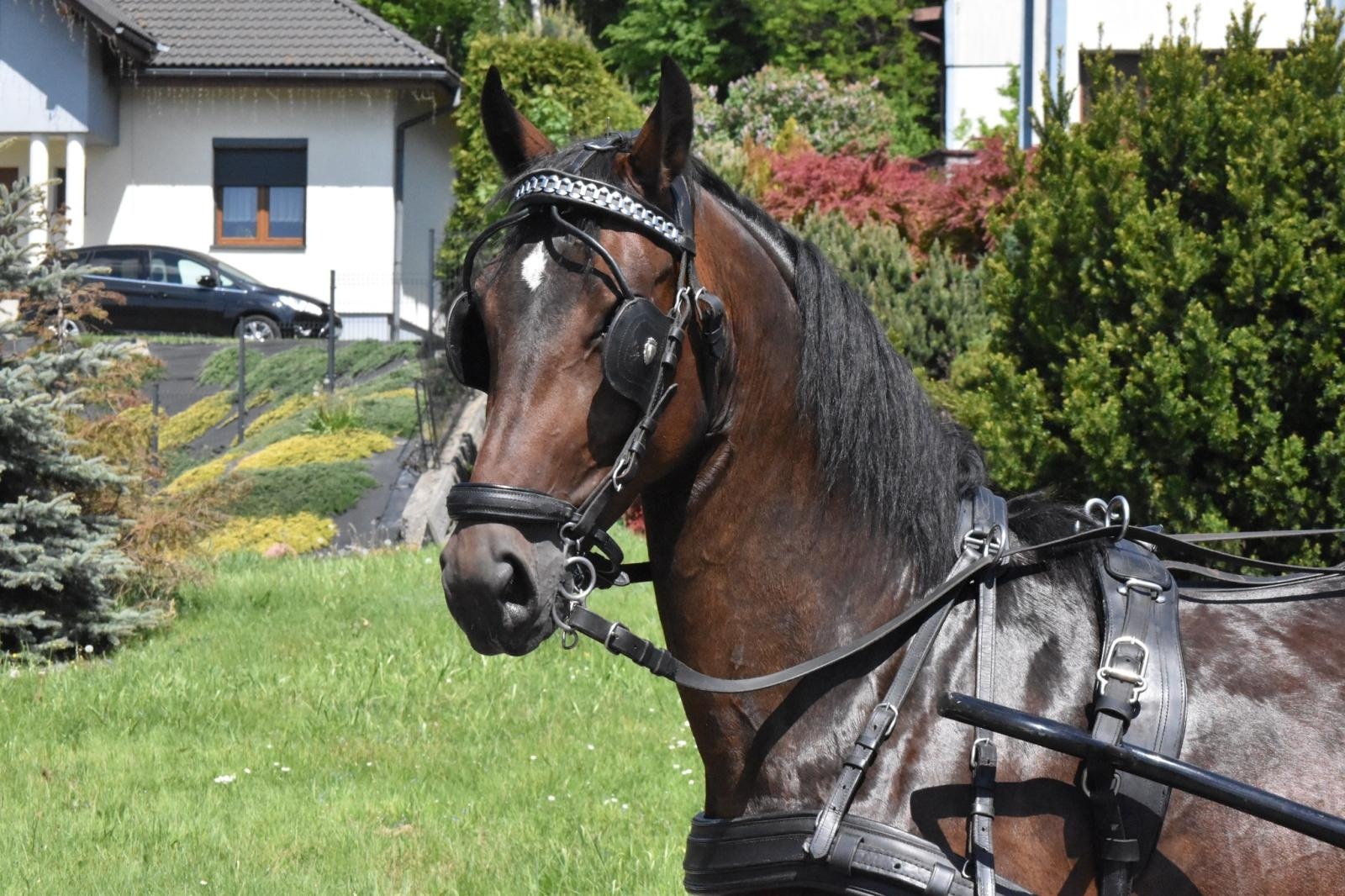 Zdjęcie w galerii na portalu naszwodzislaw.com: Procesja na otwarcie sezonu konnego w gminie Godów [FOTO] wiadomości z regionu