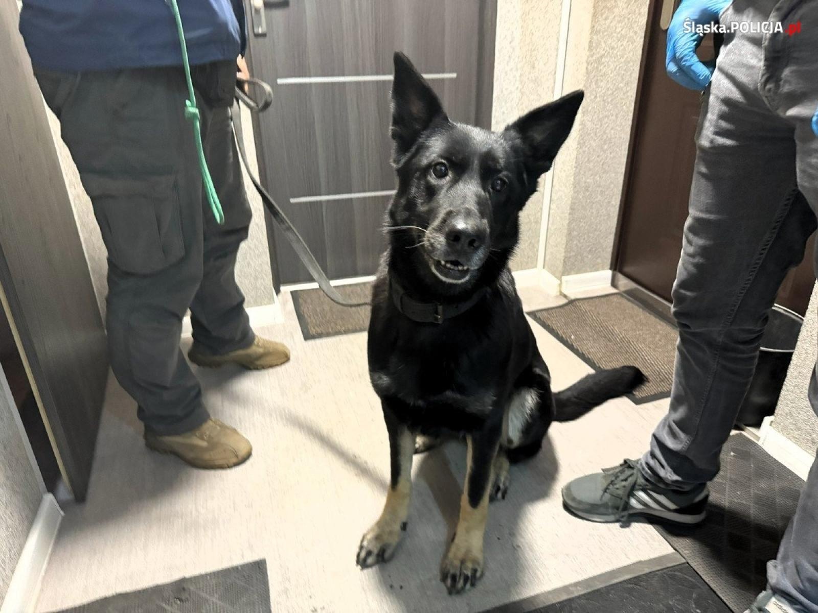 Zdjęcie w galerii na portalu naszwodzislaw.com: Sprawa Torcidy. Kolejne uderzenie policji w śląski gang handlarzy narkotykami wiadomości z regionu