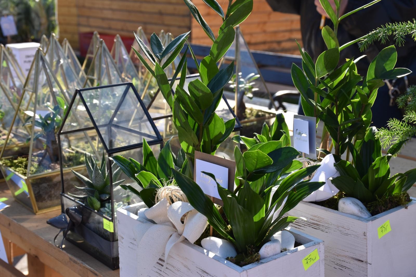 Zdjęcie w galerii na portalu naszwodzislaw.com: Kwiatobazar i EKOporanek już 18 maja na wodzisławskim rynku wiadomości z regionu