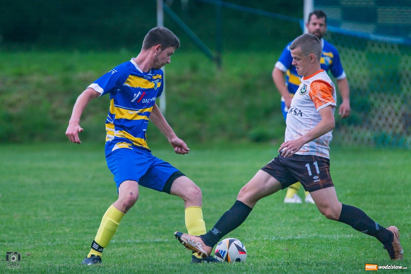 Zdjęcie w galerii na portalu naszwodzislaw.com: Gamów – Buków: Wilczek rozszarpał Wypoczynek [FOTO i WIDEO] wiadomości z regionu