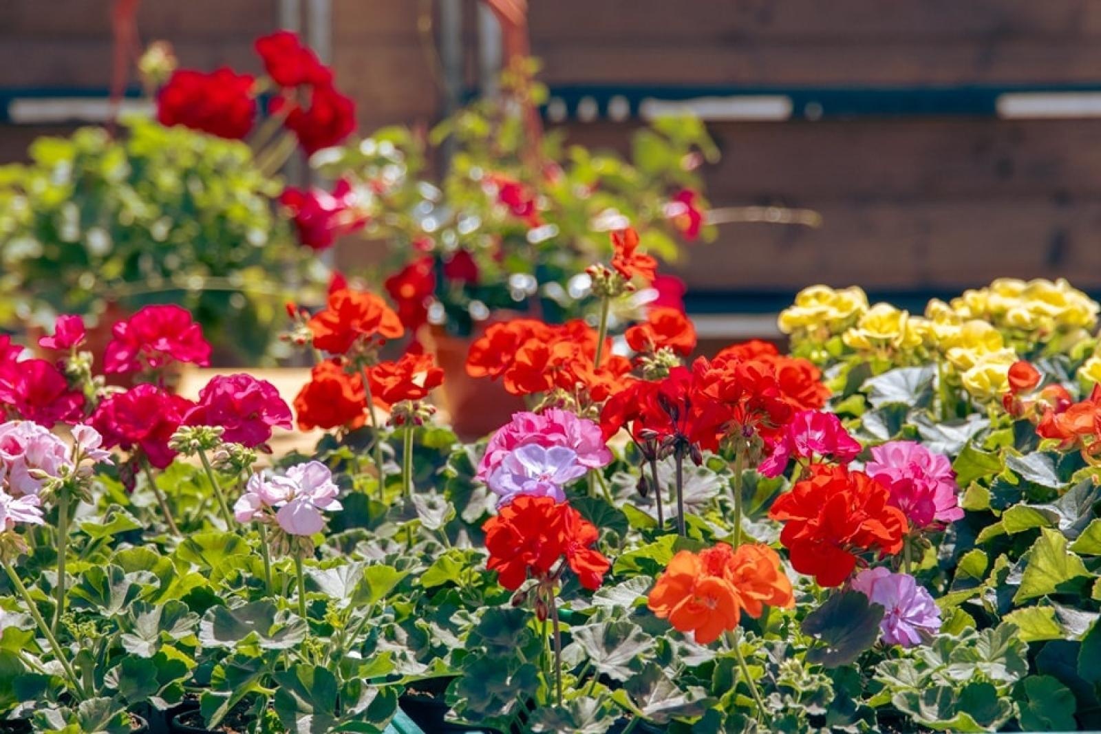Zdjęcie w galerii na portalu naszwodzislaw.com: EkoPoranek pełen atrakcji za nami [FOTO] wiadomości z regionu