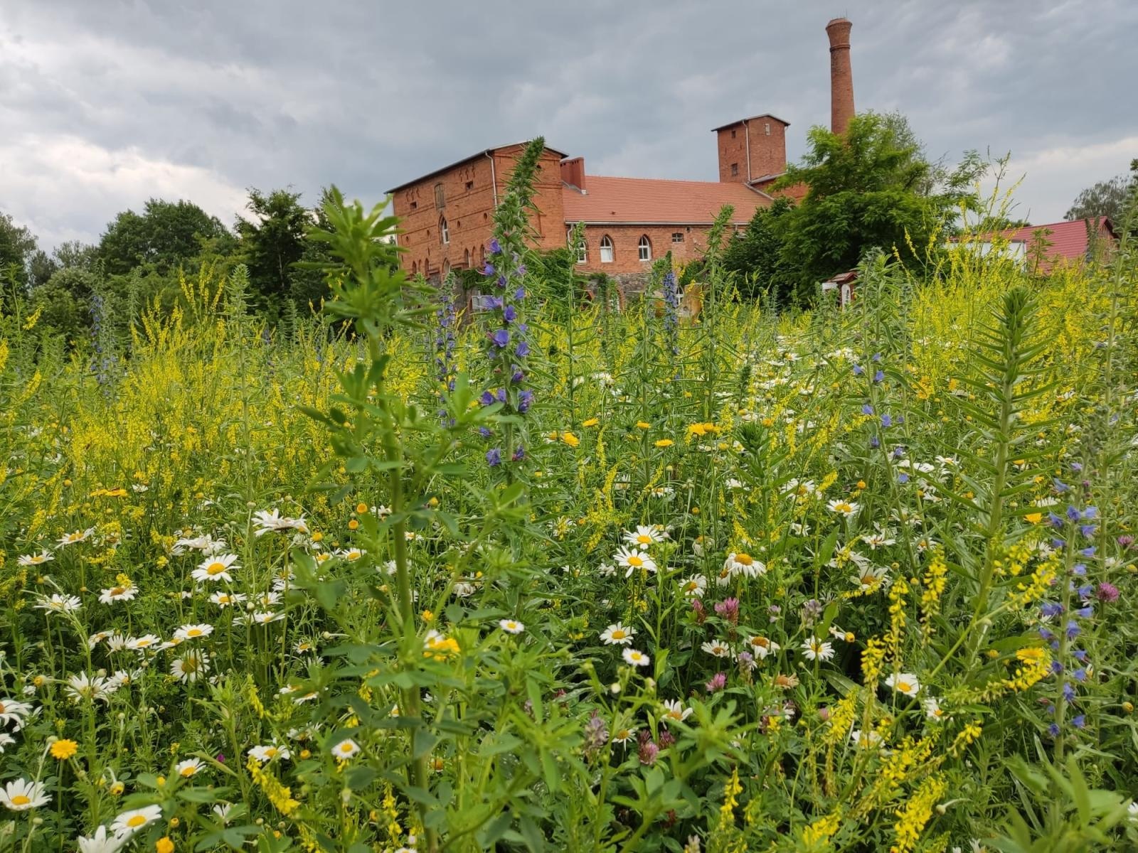 Zdjęcie w galerii na portalu naszwodzislaw.com: Studenci Architektury ponownie na warsztatach ArchitEKO w Juchowie wiadomości z regionu