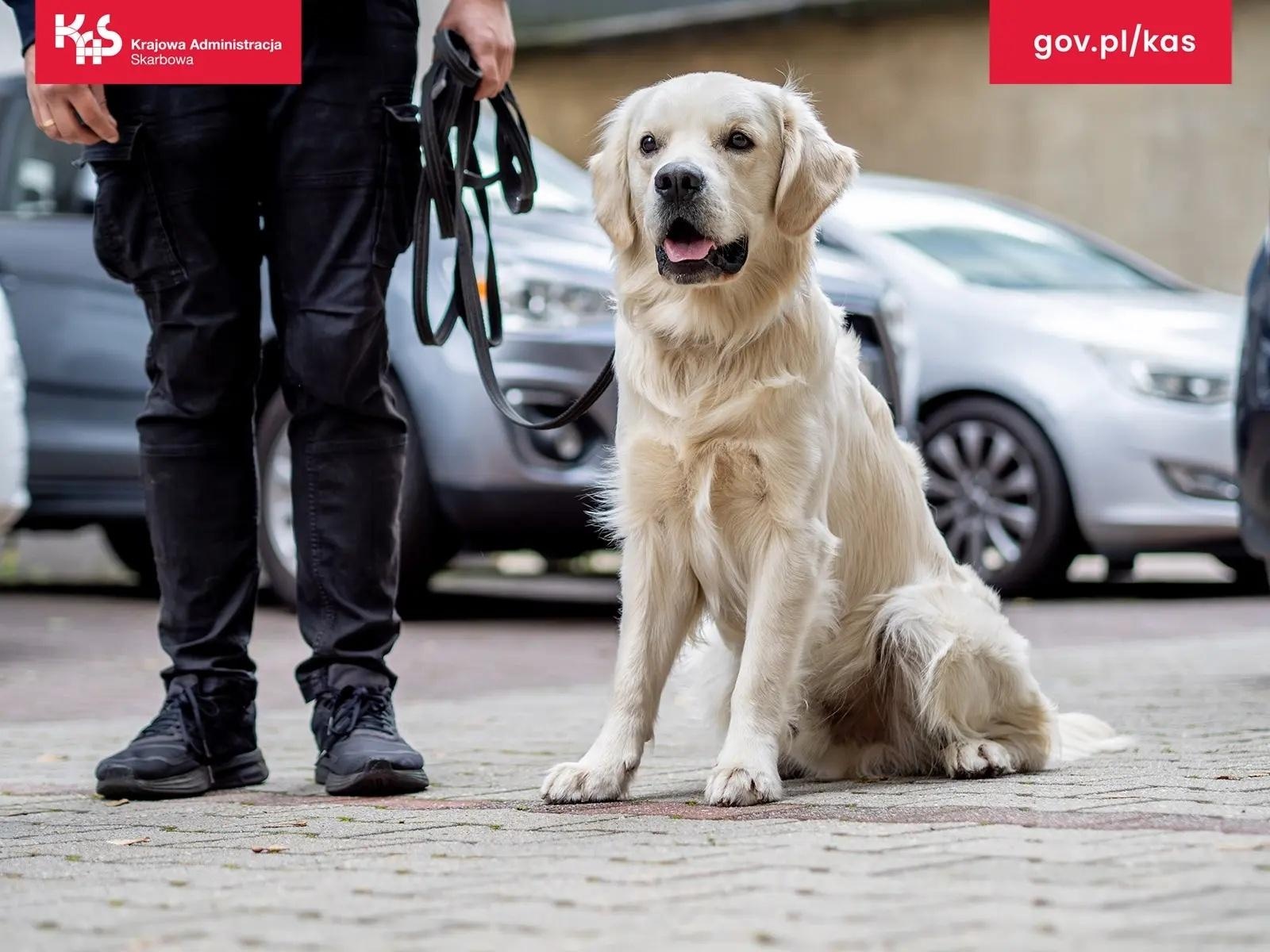 Zdjęcie w galerii na portalu naszwodzislaw.com: KAS wykryła w przesyłce pocztowej środki odurzające wiadomości z regionu