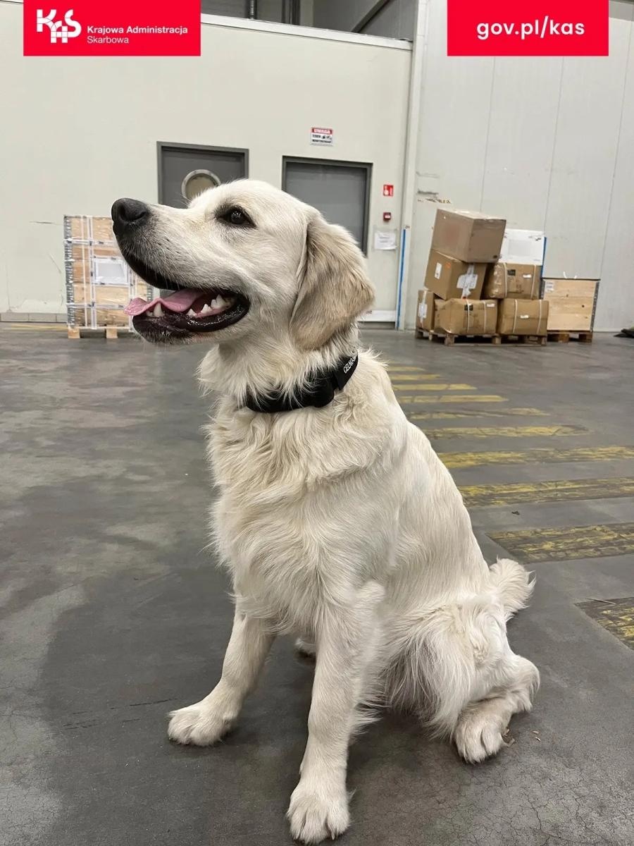 Zdjęcie w galerii na portalu naszwodzislaw.com: KAS wykryła w przesyłce pocztowej środki odurzające wiadomości z regionu