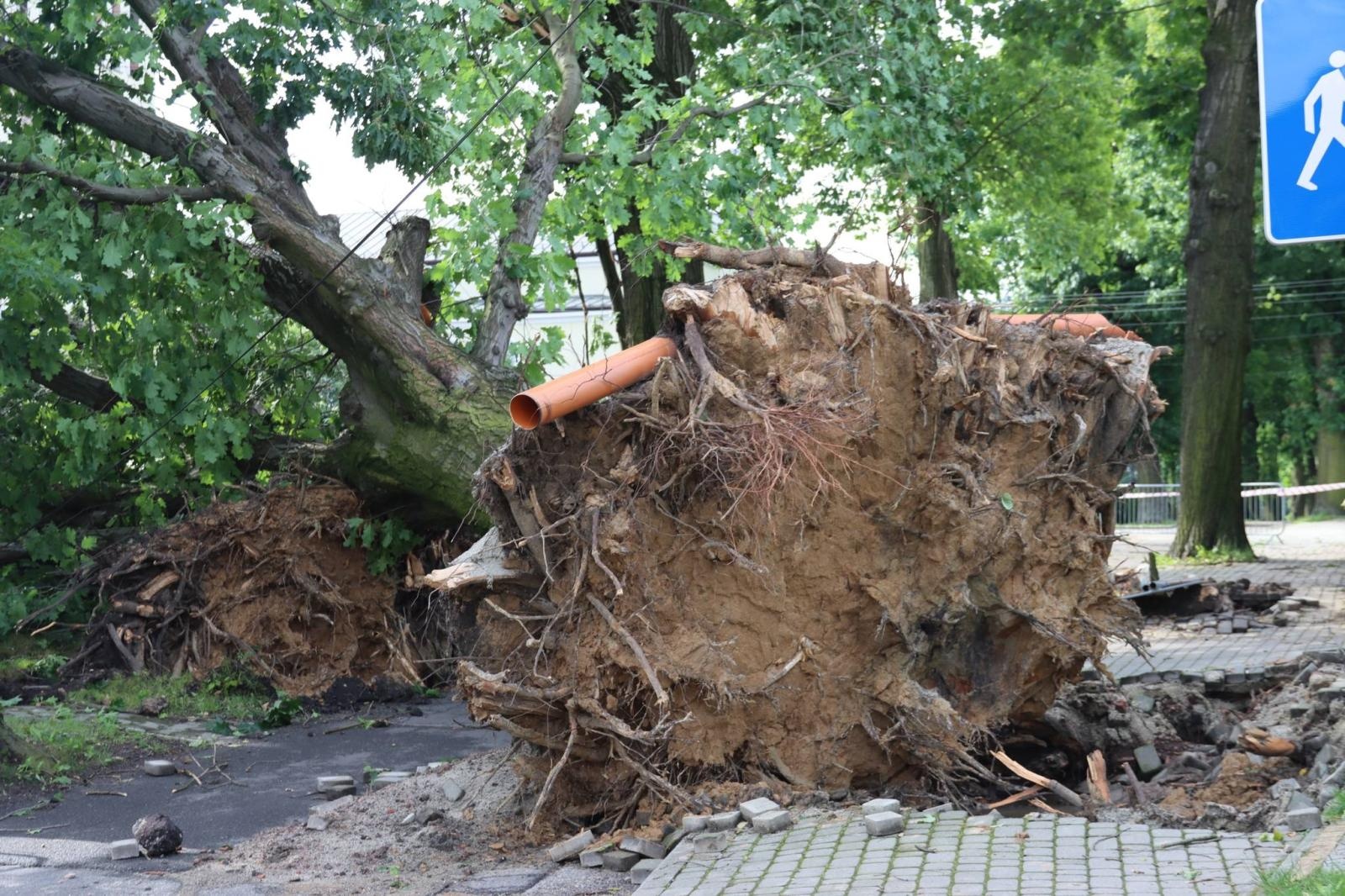 Zdjęcie w galerii na portalu naszwodzislaw.com: Miasto walczy ze skutkami nawałnicy [FOTO] wiadomości z regionu