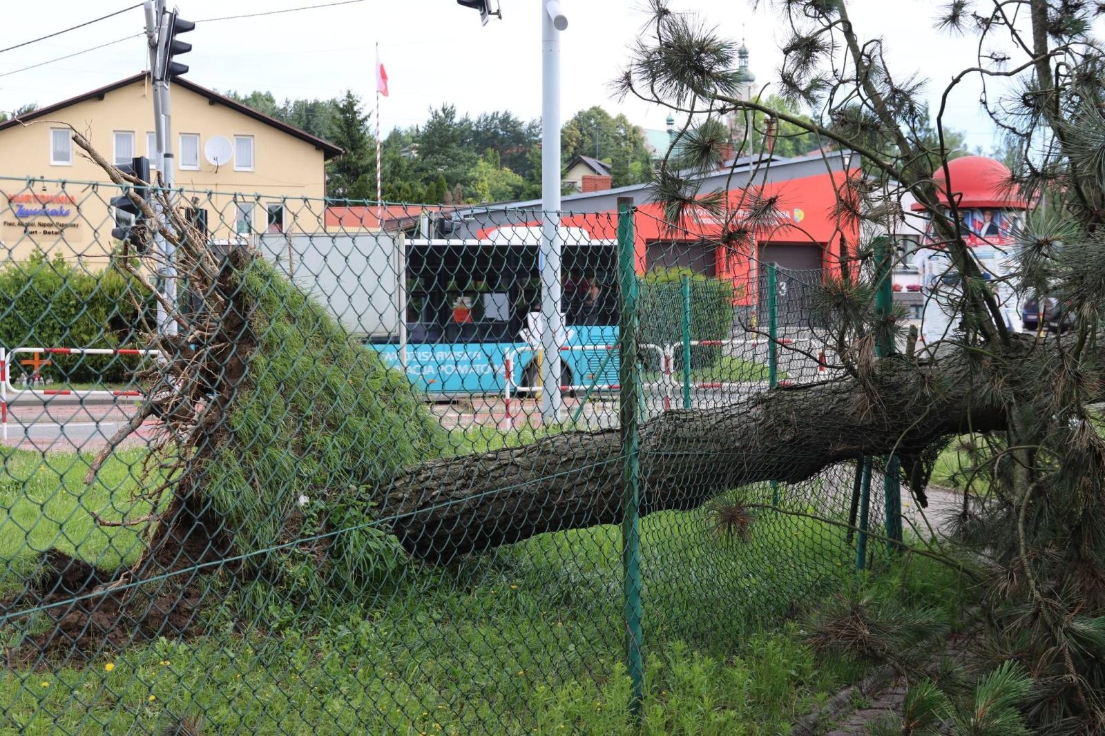 Zdjęcie w galerii na portalu naszwodzislaw.com: Miasto walczy ze skutkami nawałnicy [FOTO] wiadomości z regionu