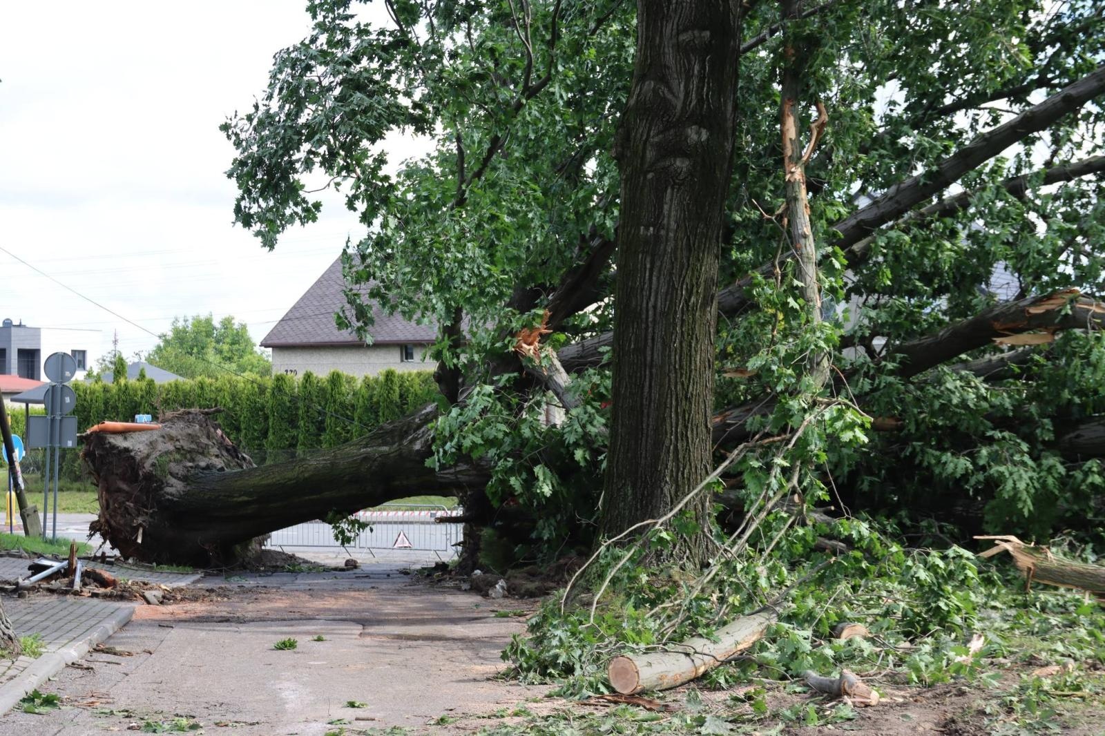Zdjęcie w galerii na portalu naszwodzislaw.com: Miasto walczy ze skutkami nawałnicy [FOTO] wiadomości z regionu