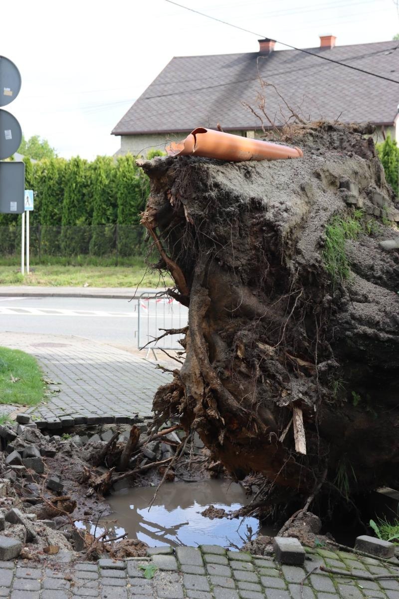 Zdjęcie w galerii na portalu naszwodzislaw.com: Miasto walczy ze skutkami nawałnicy [FOTO] wiadomości z regionu