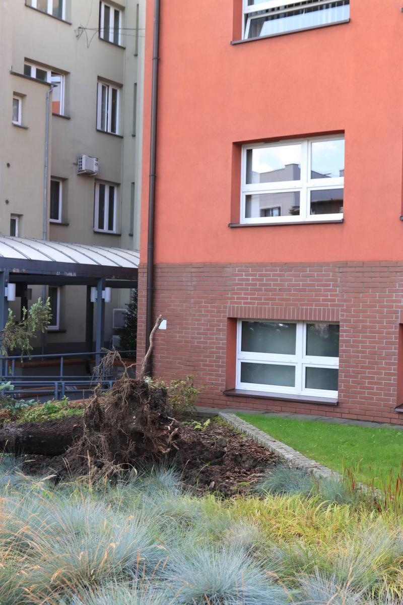 Zdjęcie w galerii na portalu naszwodzislaw.com: Miasto walczy ze skutkami nawałnicy [FOTO] wiadomości z regionu