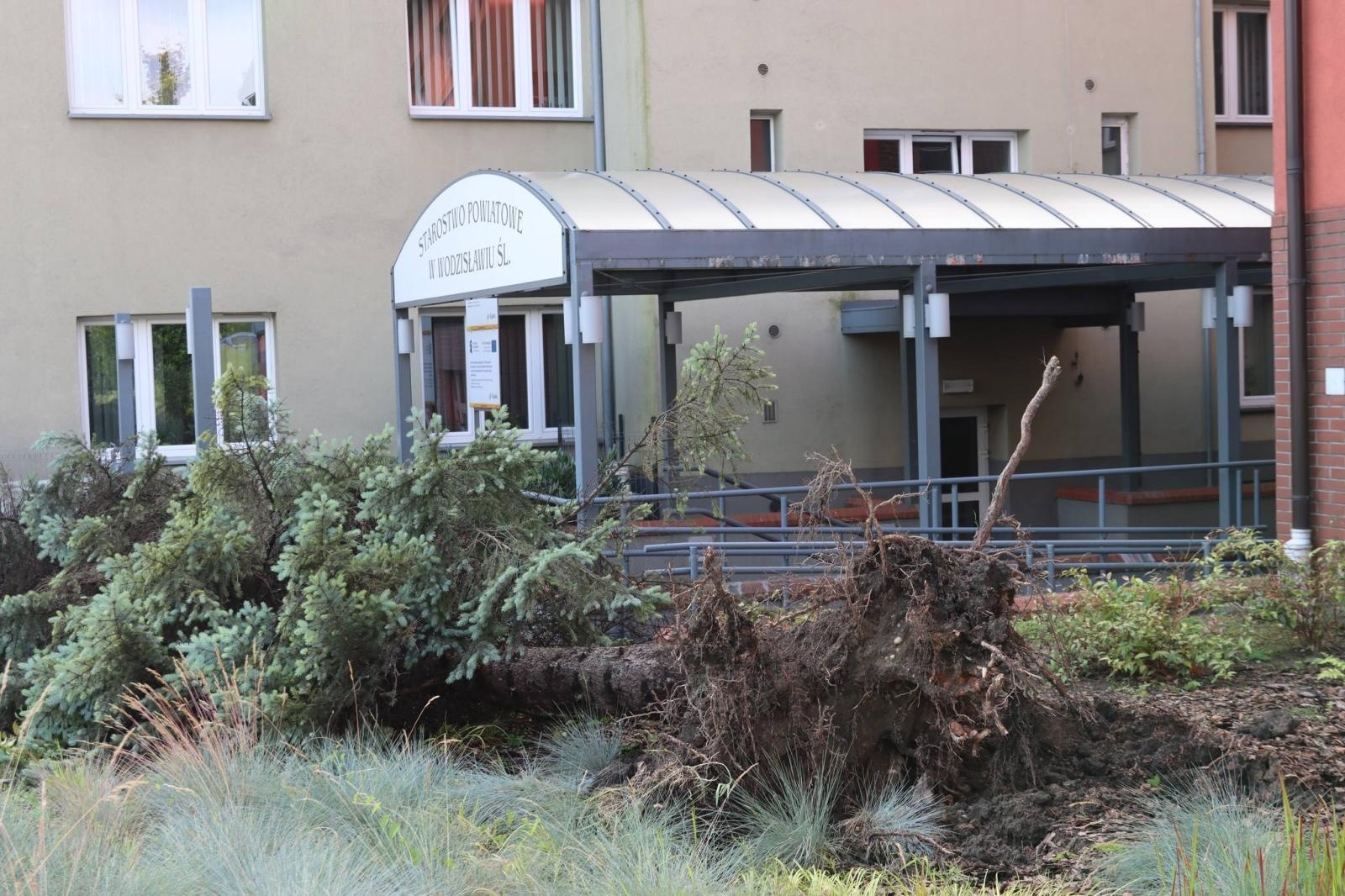 Zdjęcie w galerii na portalu naszwodzislaw.com: Miasto walczy ze skutkami nawałnicy [FOTO] wiadomości z regionu