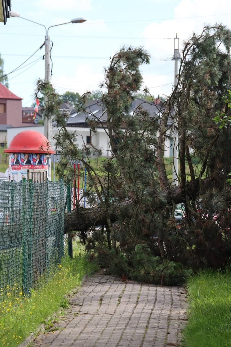 Zdjęcie w galerii na portalu naszwodzislaw.com: Miasto walczy ze skutkami nawałnicy [FOTO] wiadomości z regionu