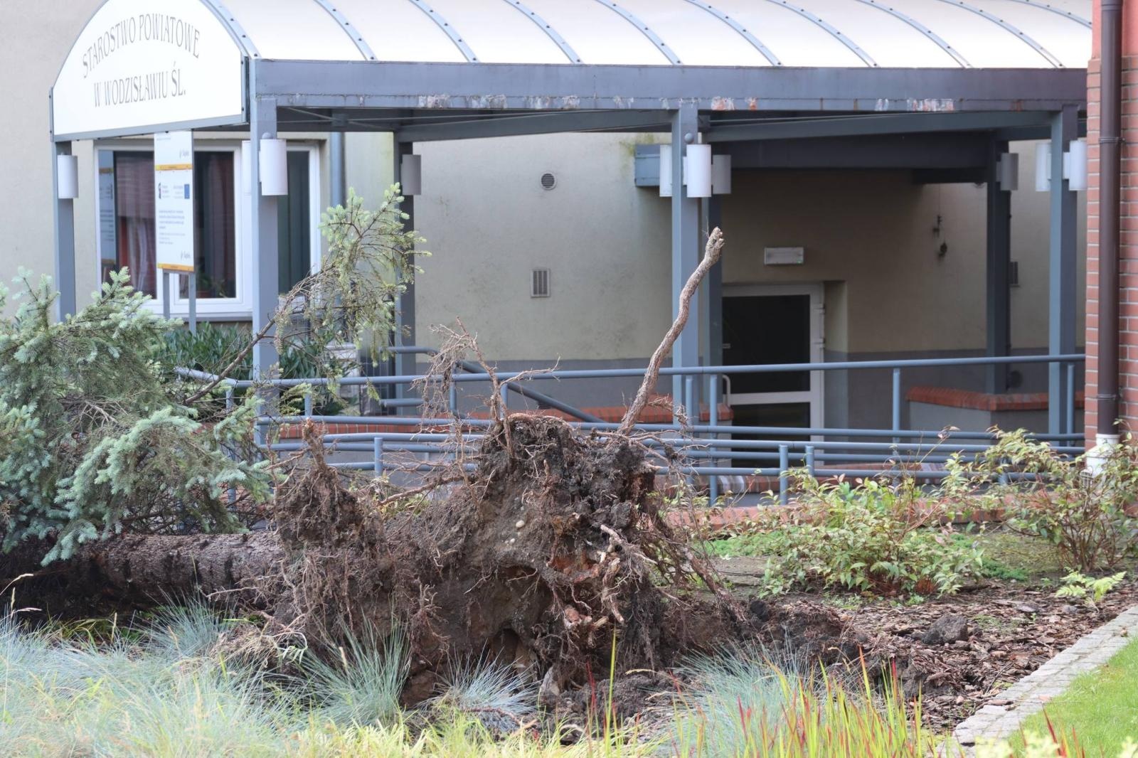 Zdjęcie w galerii na portalu naszwodzislaw.com: Miasto walczy ze skutkami nawałnicy [FOTO] wiadomości z regionu