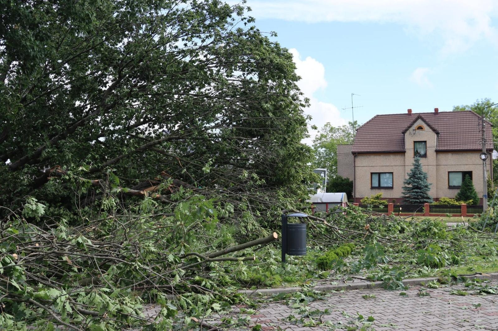 Zdjęcie w galerii na portalu naszwodzislaw.com: Miasto walczy ze skutkami nawałnicy [FOTO] wiadomości z regionu