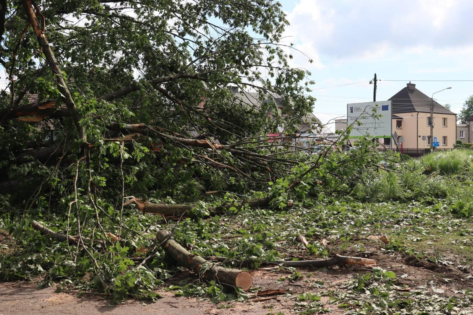 Zdjęcie w galerii na portalu naszwodzislaw.com: Miasto walczy ze skutkami nawałnicy [FOTO] wiadomości z regionu