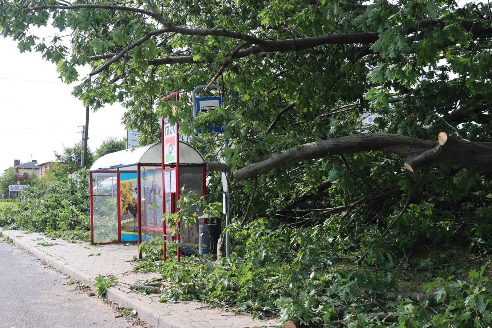 Zdjęcie w galerii na portalu naszwodzislaw.com: Miasto walczy ze skutkami nawałnicy [FOTO] wiadomości z regionu
