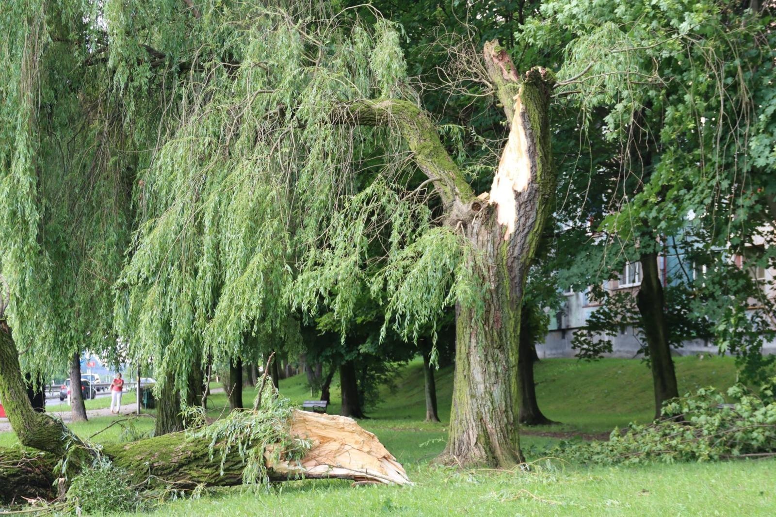 Zdjęcie w galerii na portalu naszwodzislaw.com: Miasto walczy ze skutkami nawałnicy [FOTO] wiadomości z regionu