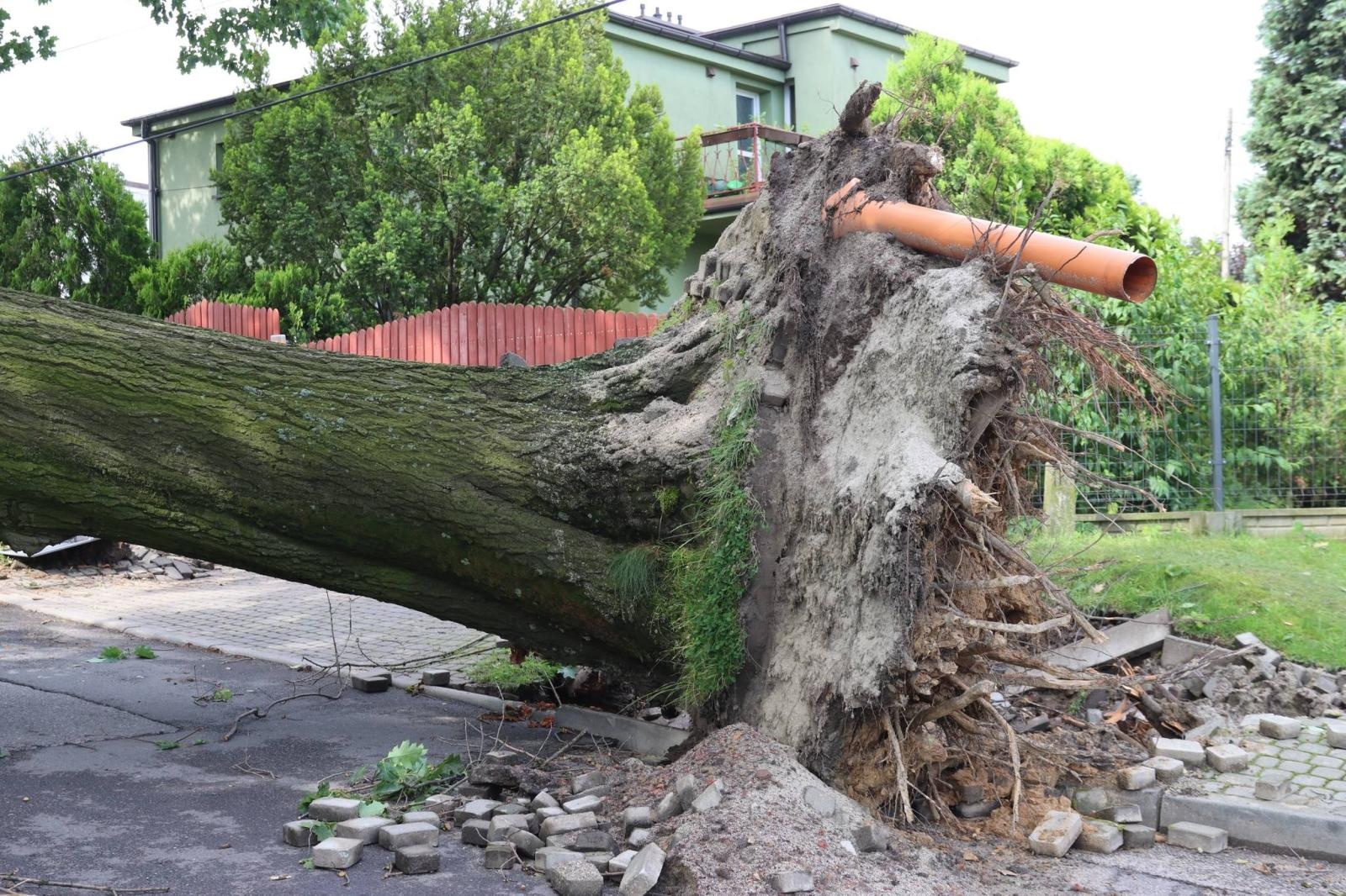 Zdjęcie w galerii na portalu naszwodzislaw.com: Miasto walczy ze skutkami nawałnicy [FOTO] wiadomości z regionu